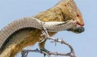 眼镜蛇最害怕的动物 眼镜蛇最害怕的动物