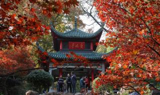 西湖烟花节 西湖烟花节