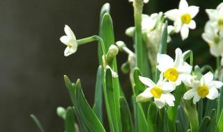二年级植物有办法仿写 二年级植物有办法仿写