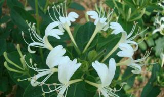 金银花露代表作推荐