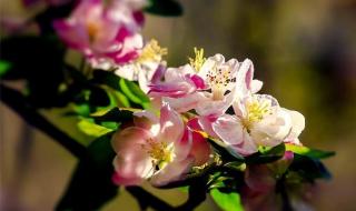 一朵花开百花杀小说 一朵花开百花杀小说